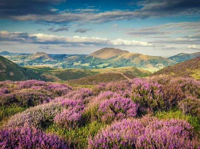 Upland Heathland Landscape at Summer Bloom