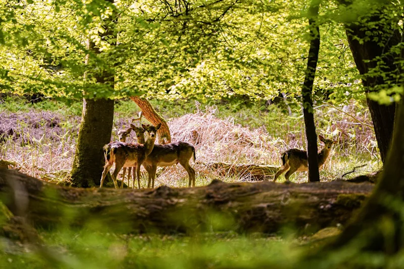 WIld deer in Brook