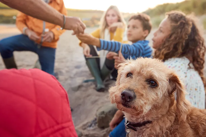 Dog-friendly cottages in Wales