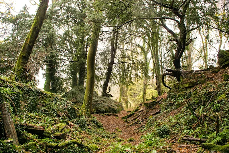 Beautiful Forest of Dean in Coleford