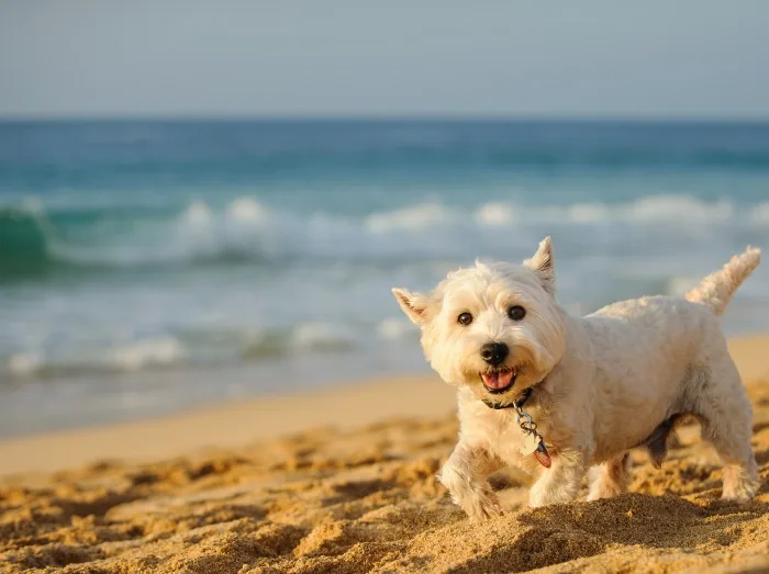 Enjoy Cornwall's beaches with your canine companion