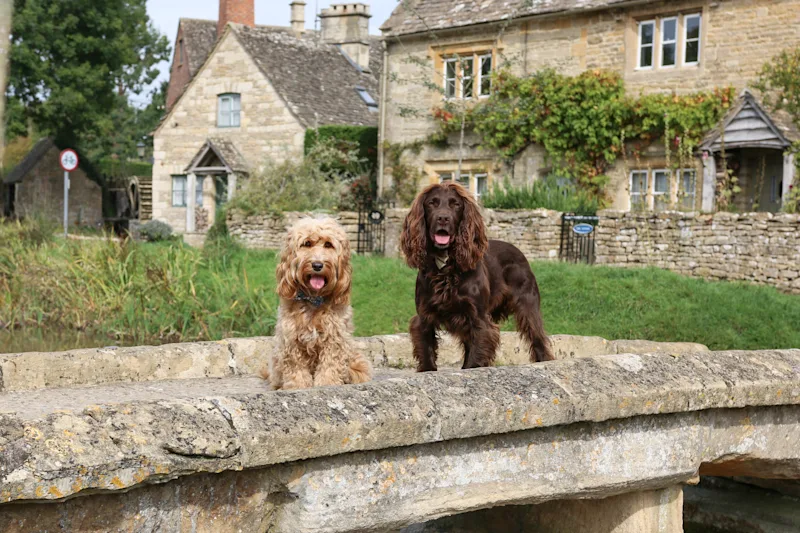 Two dogs on a bridge by the river in the Cotswolds village of Lower Slaughter, Gloucestershire, England, UK