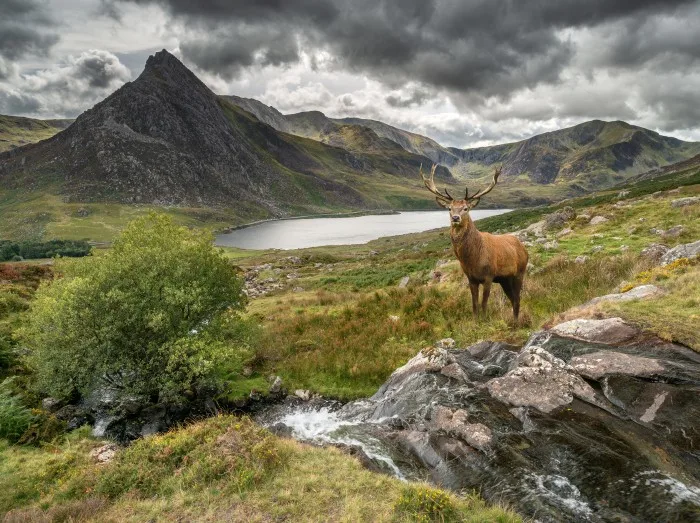 Snowdonia mountains