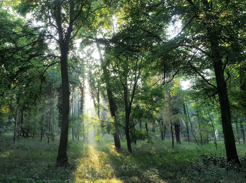 Sunlight shining through the trees in Thetford Forest, Norfolk, England, UK