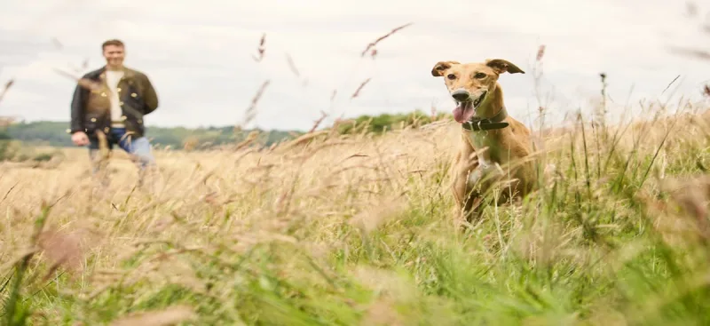 Dog friendly cottages