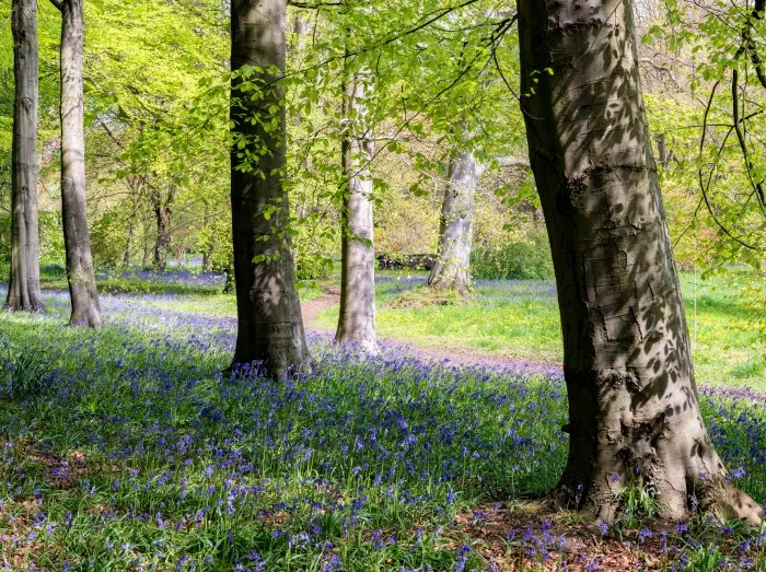 Bluebells at Thorp Perrow aboretum