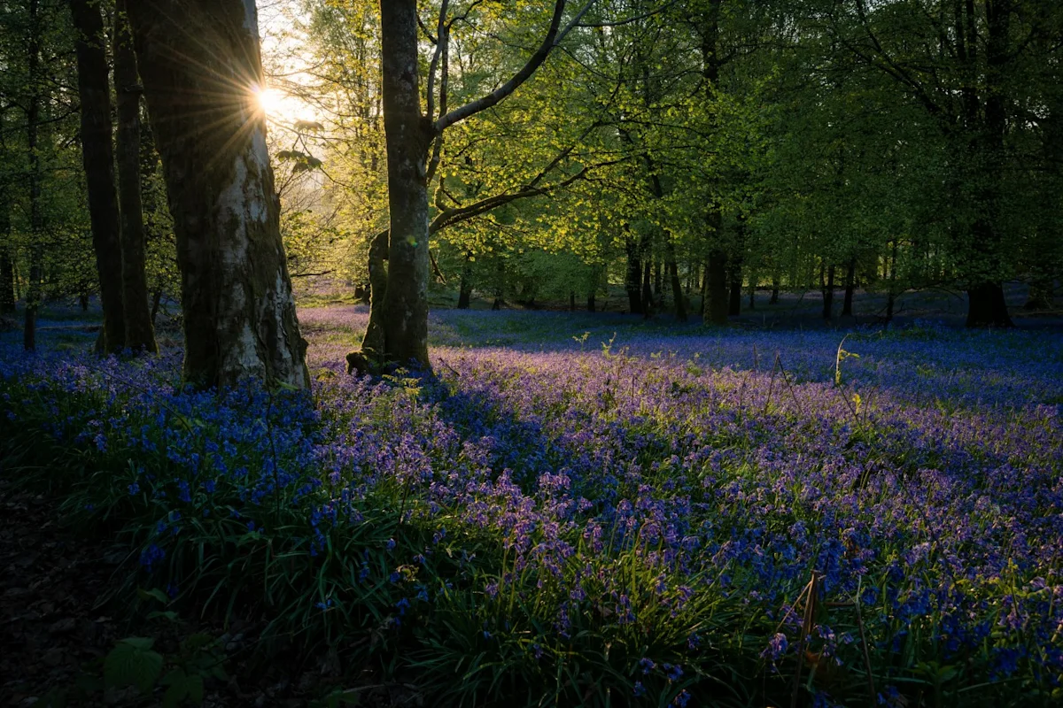 Bluebell forest