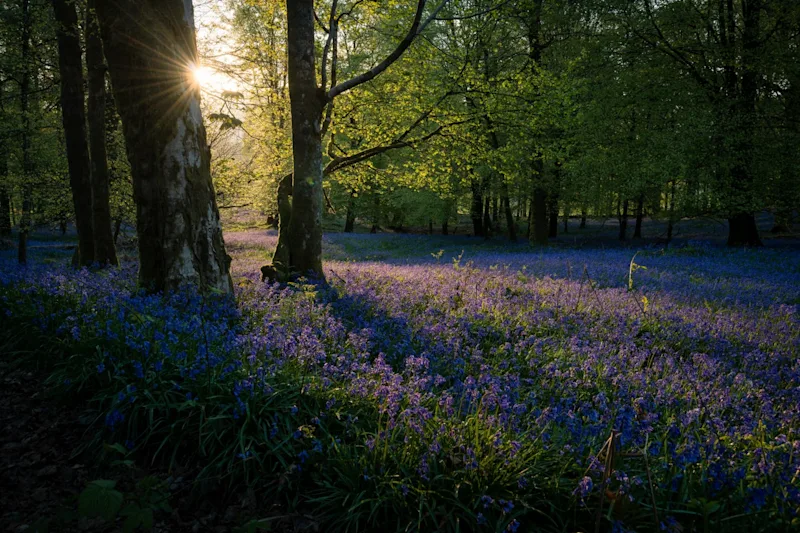 Bluebell forest