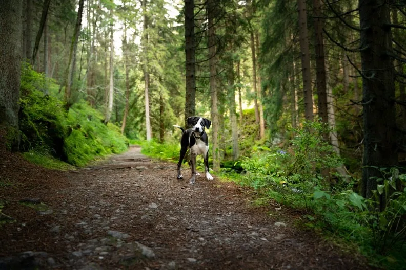 Schwarz-weißer Hund im dichten Wald.