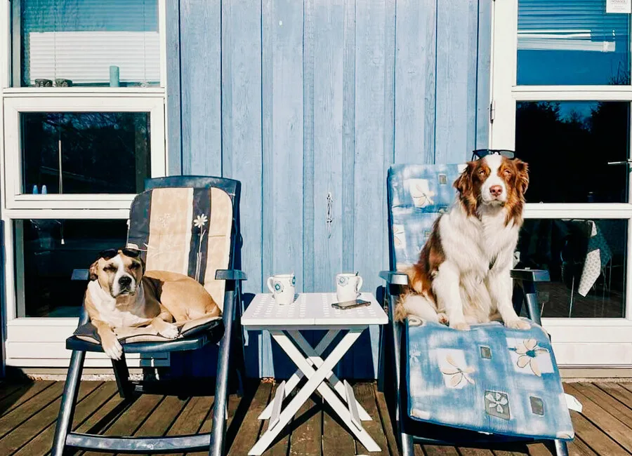 Ferienhaus Bornholm mit Hund