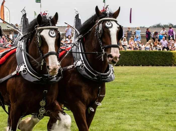 Heavy Horses Turnout displaying in the main arena