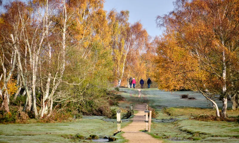 Golden leaves and silver birches bring a touch of magic to Brockenhurst in the heart of the New Forest.
