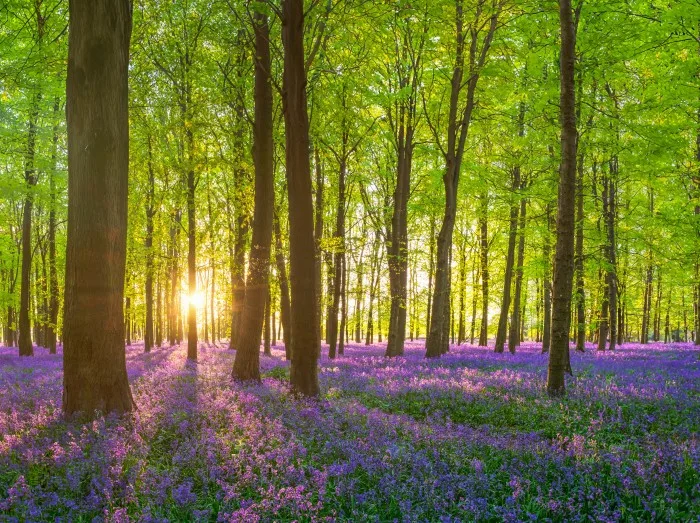 A carpet of Bluebells in the New Forest