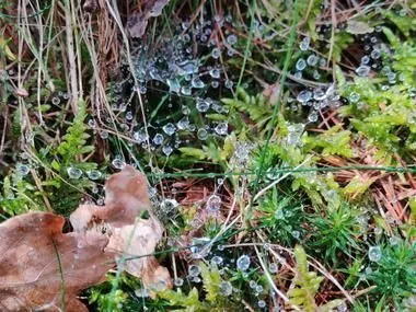 Natuur in Twente 