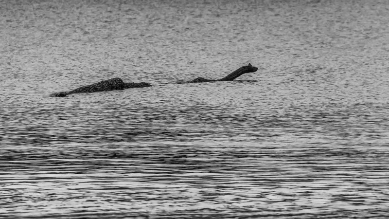 Log in the lake looks like the Loch Ness monster
