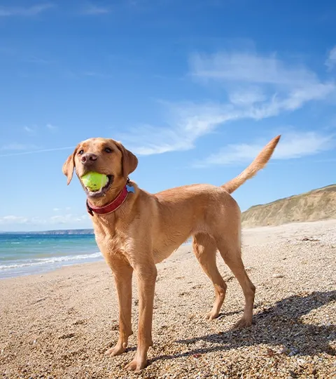 Op vakantie met de hond