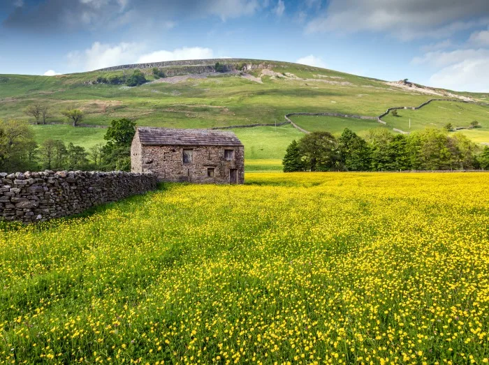 Stone barn and yellow buttercups in Swaledale in the Yorkshire Dales