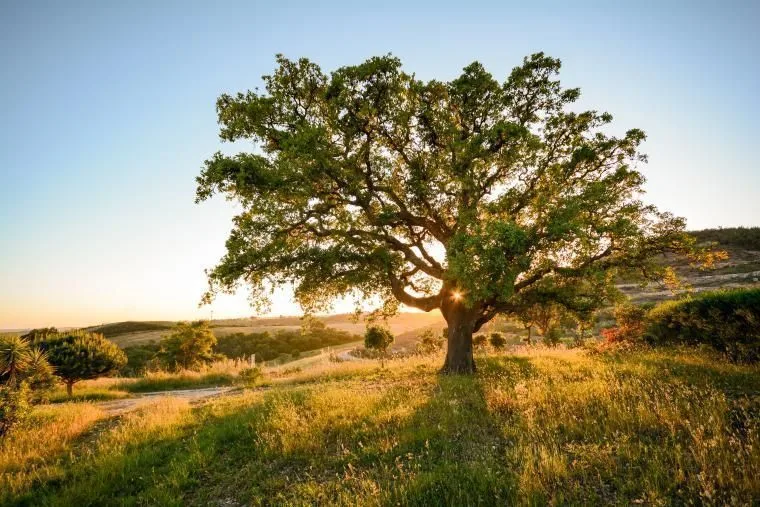 Alentejo na wakacje