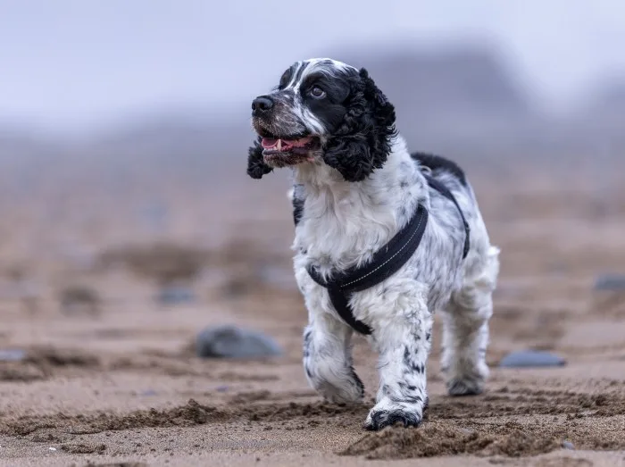 Blue Roan Cocker Spaniel on Beach