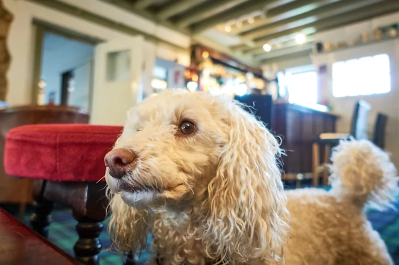 Miniature Poodle pedigree dog in traditional pub close up with tail up in the air