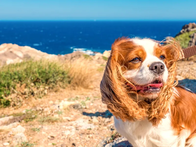 Urlaub mit Hund in Spanien