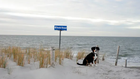 Hund am Hundestrand mit der Ostsee im Hintergrund.