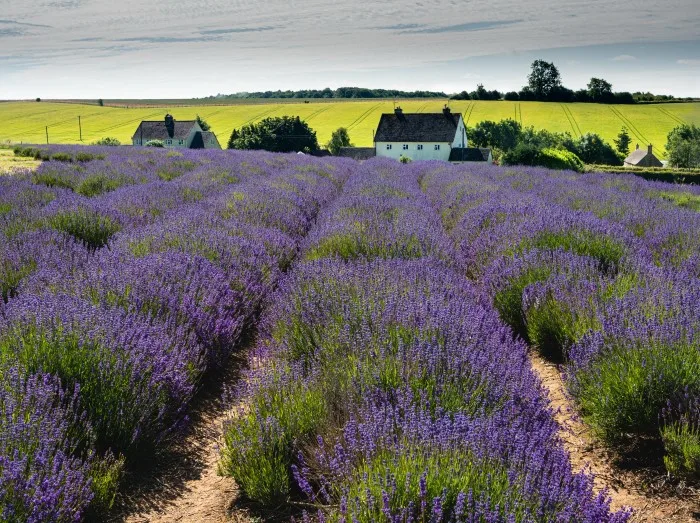 Cotswold Lavender Farm