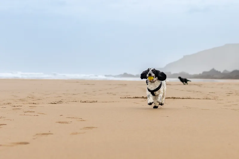 Blue Roan Cocker Spaniel Running On The Beach At Sandymouth Bay In Devon, UK