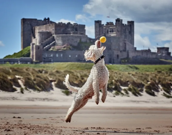 Dog-friendly holidays in Northumberland