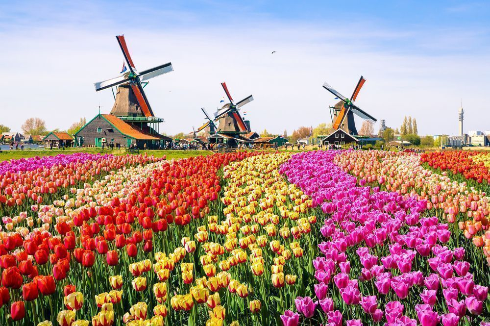 Tulipanmark i Holland