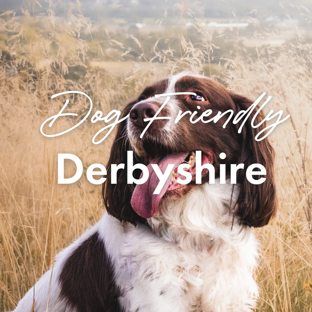 English Springer Spaniel in Derbyshire countryside