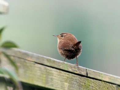 Wren