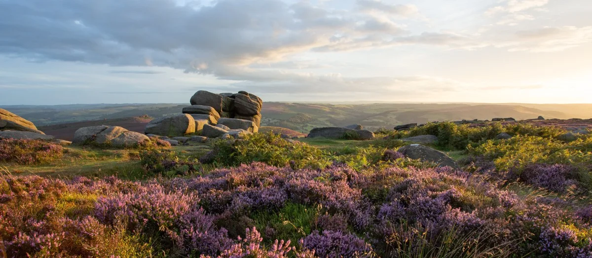 Beautiful Sunset panorama of heather in the Peak district