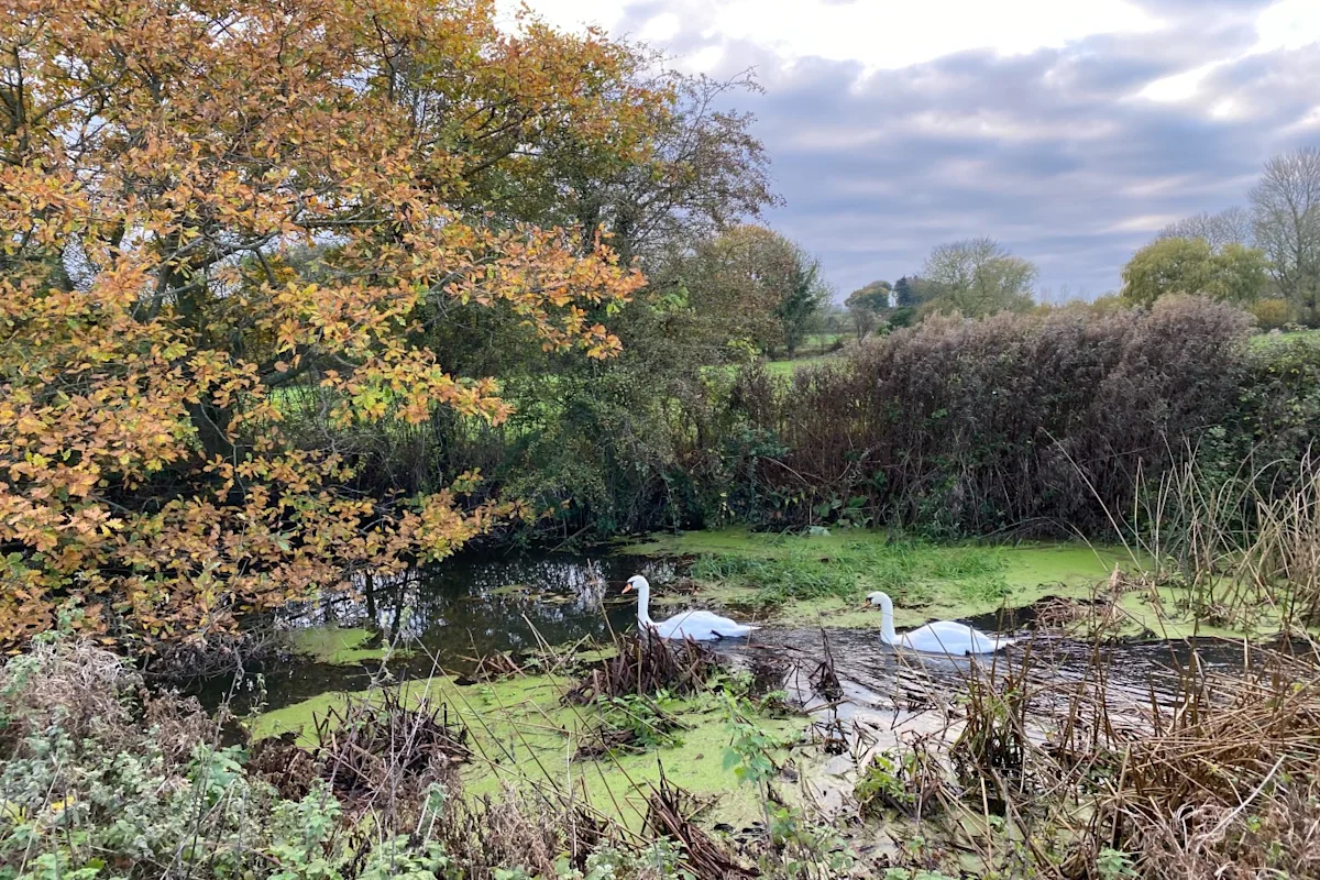 Suffolk countryside