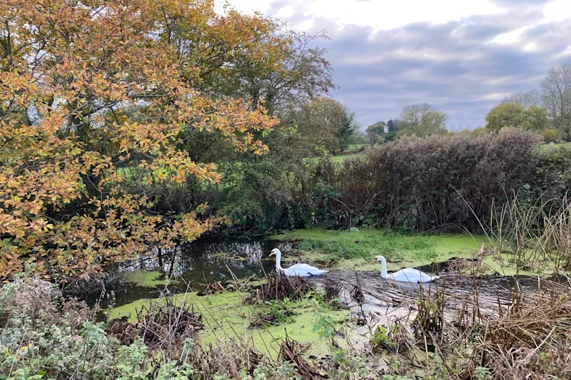 Suffolk countryside