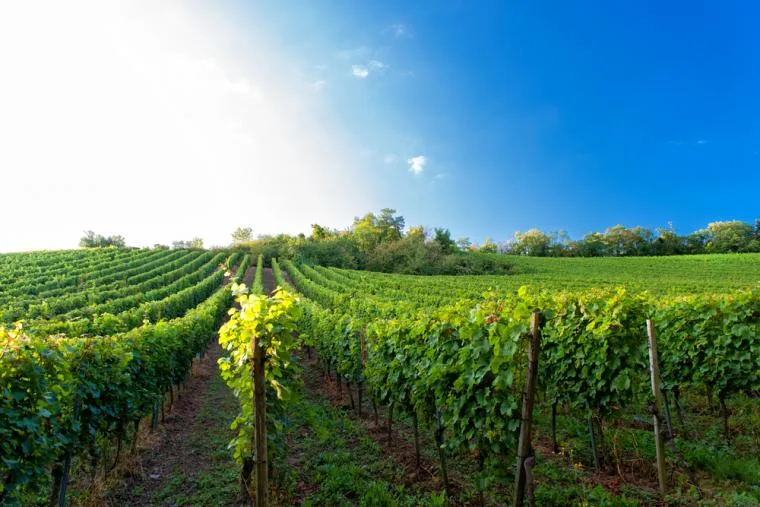 Weinbau in Hessen