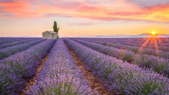 Lavendelfeld in Frankreich mit Gebäude und Sonnenuntergang im Hintergrund.