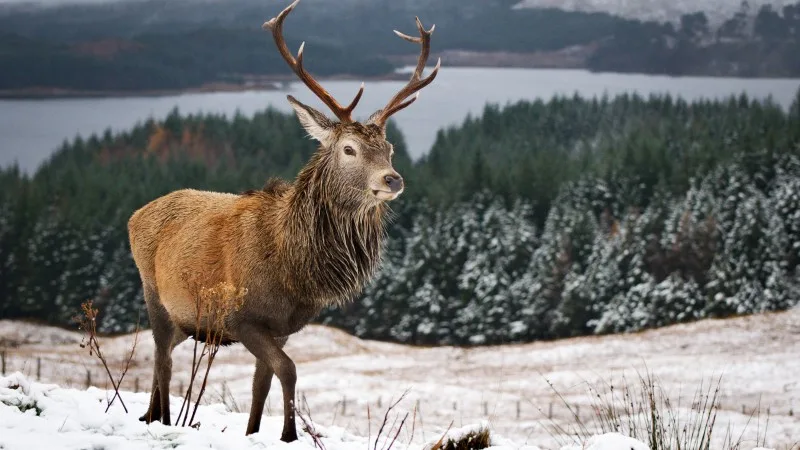 Red Deer (Cervus Elaphus) in Loch Lomond and Trossachs National Park in Winter