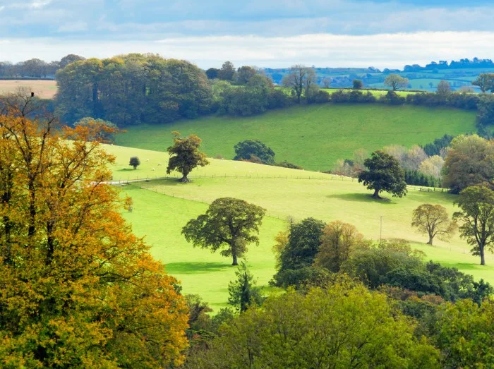 Overview of trees near Chard Somerset