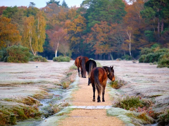 Brockenhurst cottages