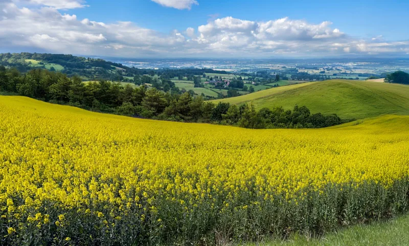 A field of yellow flowers in spring time in the Yorkshire Wolds, UK