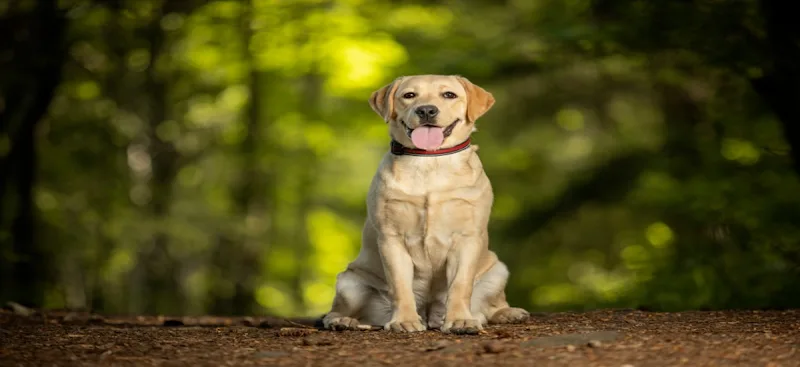 Derbyshire dog friendly cottages