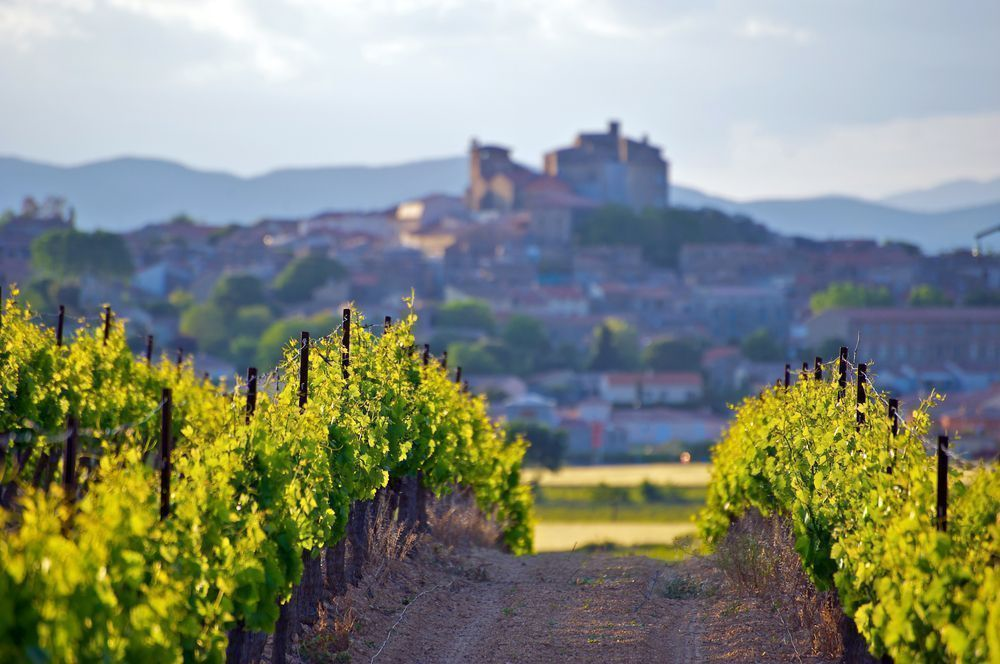 Winnice we Francji - zobacz podczas wakacji
