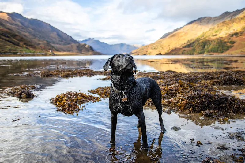 Black labrador dog, wet from swimming in a Scottish loch, looking at owner in Scottish Highlands, UK