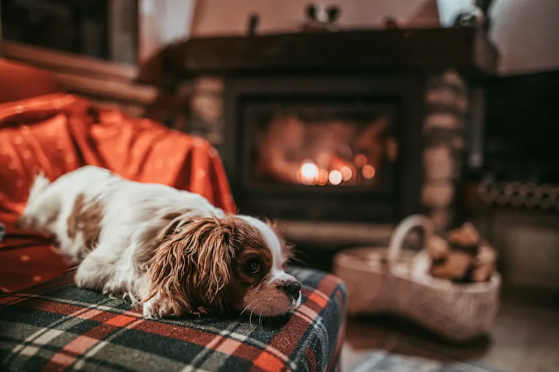 Dog-friendly cottages for New Year's Eve