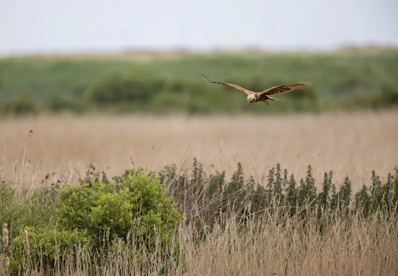Western Marsh Harrier flying low over a reed bed at RSPB Titchwell Marsh in Norfolk, England, UK