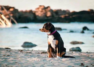 Ferienhaus Kroatien mit Hund