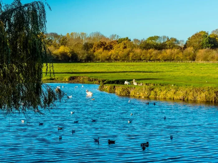 The River Stour winds through the water meadows in Sudbury, 