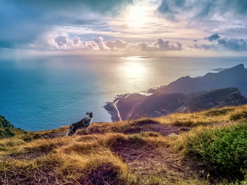 Urlaub mit Hund in Norwegen