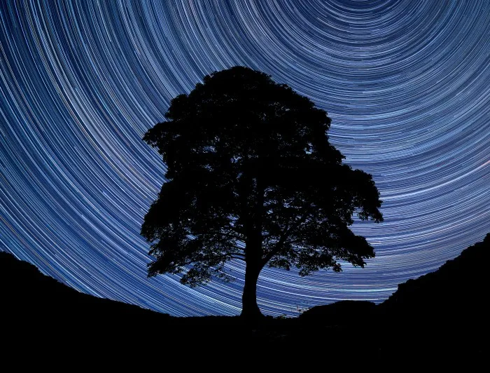 Digital composite image of star trails around Polaris with Beautiful landscape image of Sycamore tree slhouette